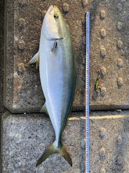 神戸空港で初のメジロ！！
